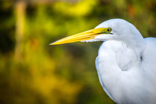 istock A Great White Egret in Orlando, Florida 1069559802
