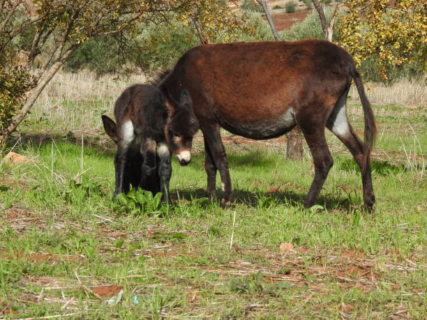 istock baby donkey and mother 1069560290