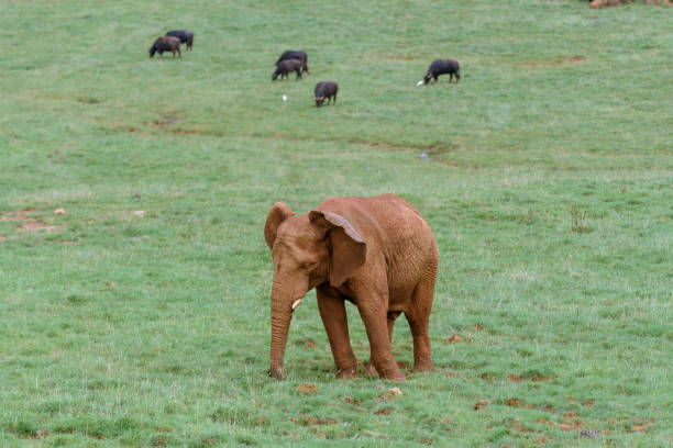 elephant stock photo
