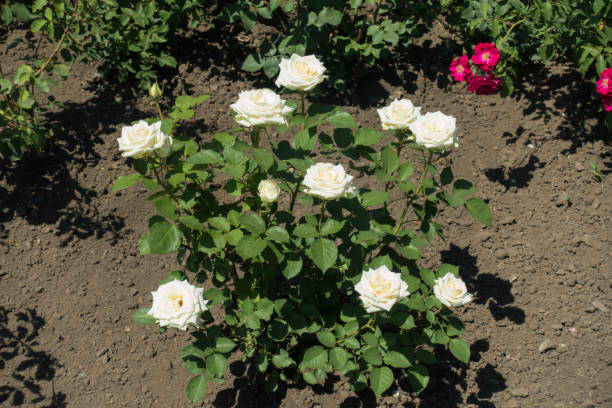 istock Rose bush with pure white flowers in the garden 1069563028