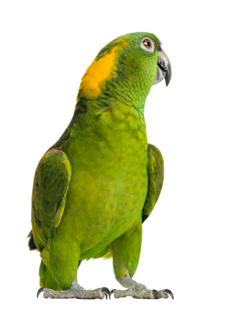 istock Yellow-naped parrot looking back (6 years old), isolated on white 1069564894