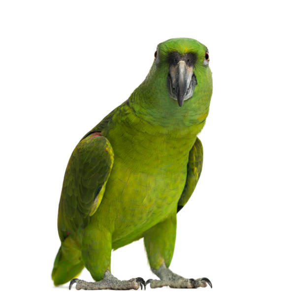 istock Yellow-naped parrot (6 years old), isolated on white 1069564924