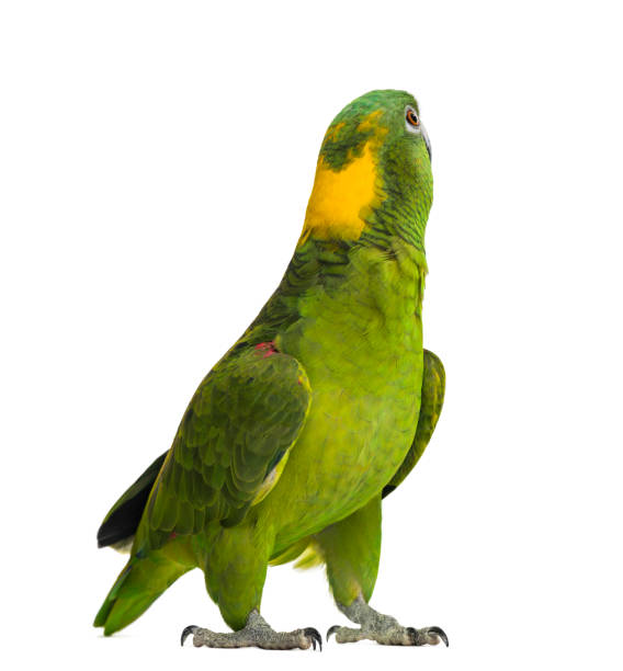 istock Yellow-naped parrot looking back (6 years old), isolated on white 1069564964
