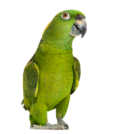 Playfull blue parakeet with ball toy on white background