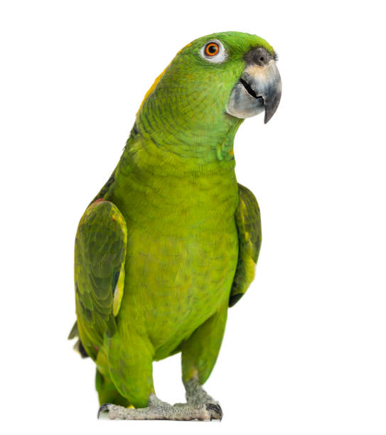 Yellow-naped parrot (6 years old), isolated on white stock photo