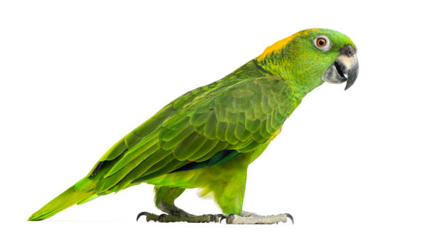 istock Side view of a Yellow-naped parrot walking (6 years old), isolated on white 1069565006