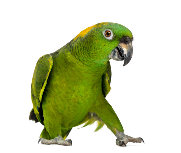 istock Yellow-naped parrot (6 years old), isolated on white 1069565164
