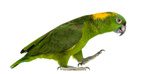 istock Yellow-naped parrot (6 years old) walking, isolated on white 1069565168