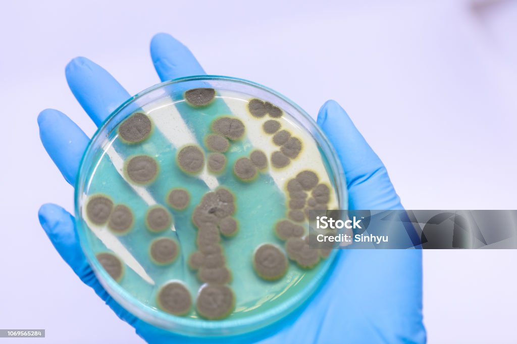 Backgrounds of Penicillium, ascomycetous in petri dish for well as food and drug production. Petri Dish Stock Photo