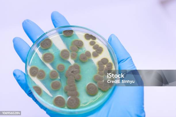 Backgrounds Of Penicillium Ascomycetous In Petri Dish For Well As Food And Drug Production Stock Photo - Download Image Now