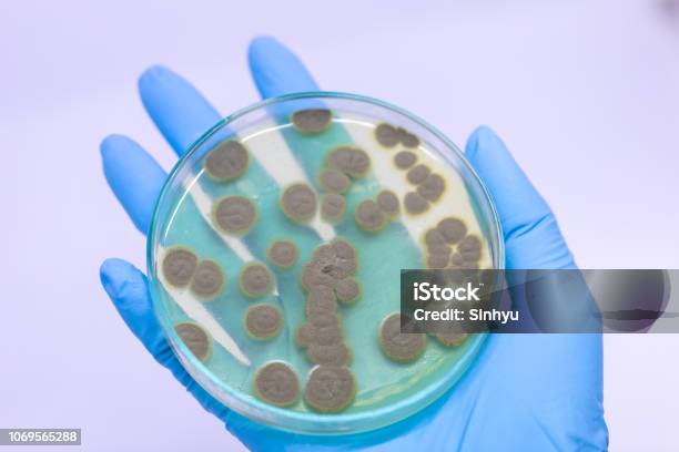 Backgrounds Of Penicillium Ascomycetous In Petri Dish For Well As Food And Drug Production Stock Photo - Download Image Now