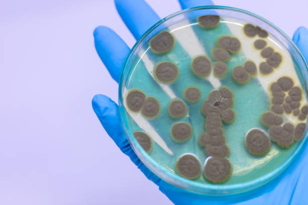 sfondi di penicillium, ascomicetous nella piastra di petri per la produzione di cibo e farmaci. - bacterium petri dish colony microbiology foto e immagini stock