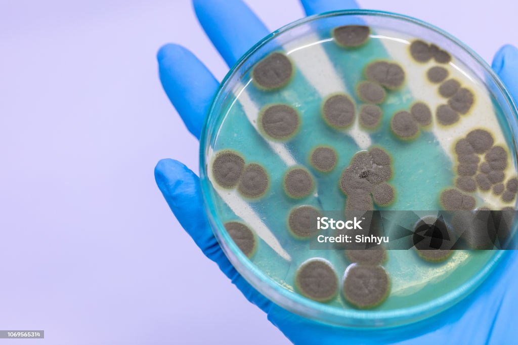 Backgrounds of Penicillium, ascomycetous in petri dish for well as food and drug production. Penicillin Stock Photo