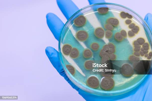 Backgrounds Of Penicillium Ascomycetous In Petri Dish For Well As Food And Drug Production Stock Photo - Download Image Now