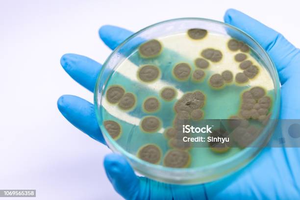 Backgrounds Of Penicillium Ascomycetous In Petri Dish For Well As Food And Drug Production Stock Photo - Download Image Now