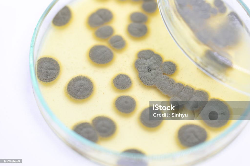 Backgrounds of Penicillium, ascomycetous in petri dish for well as food and drug production. Abstract Stock Photo