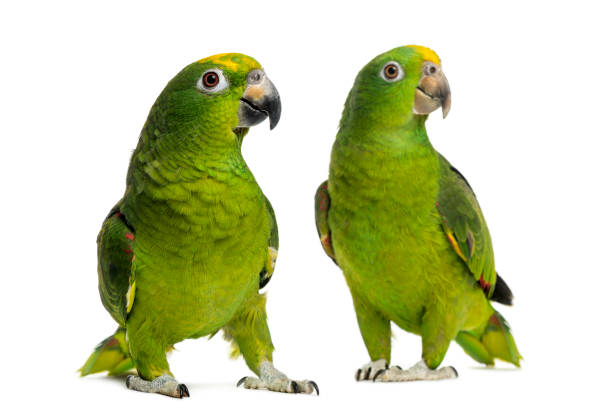 istock Panama Amazon and Yellow-crowned Amazon isolated on white 1069565424