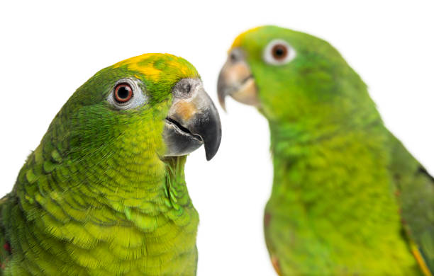 Close-up of a Panama Amazon and Yellow-crowned Amazon isolated on white Close-up of a Panama Amazon and Yellow-crowned Amazon isolated on white yellow crowned amazon (amazona ochrocephala) stock pictures, royalty-free photos & images