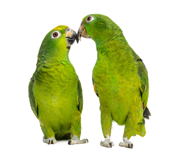 istock Panama Amazon and Yellow-crowned Amazon pecking, isolated on white 1069565448