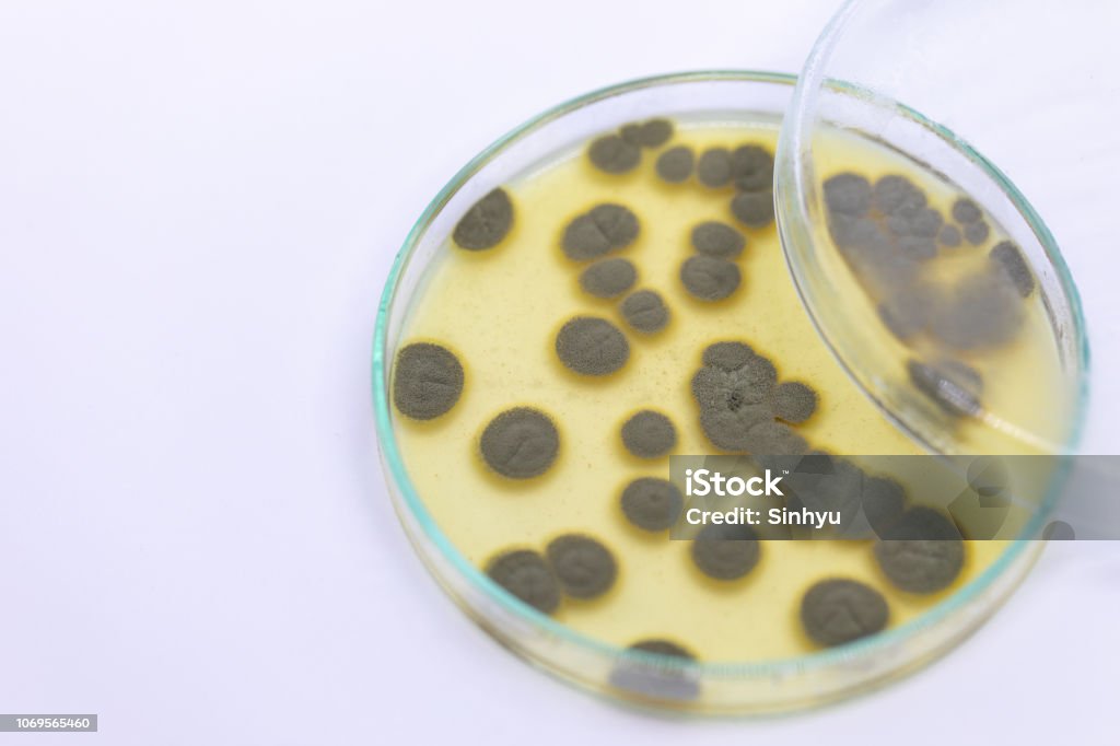 Backgrounds of Penicillium, ascomycetous in petri dish for well as food and drug production. Abstract Stock Photo