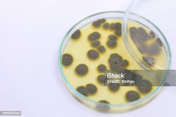 Backgrounds Of Penicillium Ascomycetous In Petri Dish For Well As Food And Drug Production Stock Photo - Download Image Now