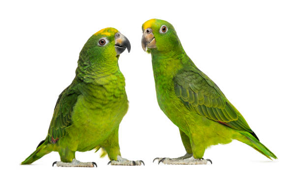 istock Panama Amazon and Yellow-crowned Amazon isolated on white 1069565602