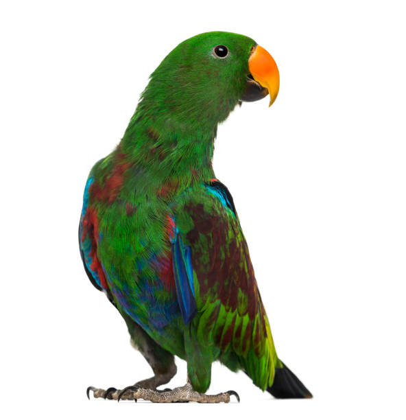 Male Hybrid Eclectus parrot (7 months old) isolated on white Male Hybrid Eclectus parrot (7 months old) isolated on white eclectus parrot stock pictures, royalty-free photos & images