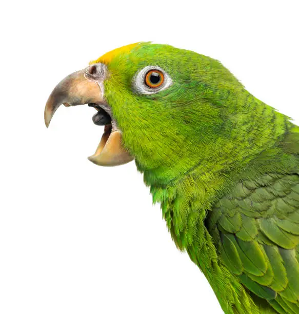 Photo of Close-up of a Panama Yellow-headed Amazon (5 months old) with its beak open,  isolated on white