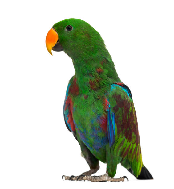 istock Male Hybrid Eclectus parrot (7 months old) isolated on white 1069565640