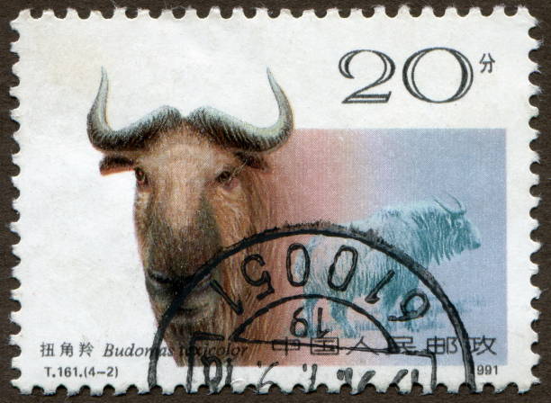 istock Chinese Stamps: Takin, with the description 