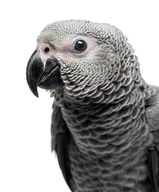 istock Close-up of a African Grey Parrot (3 months old) isolated on white 1069565772