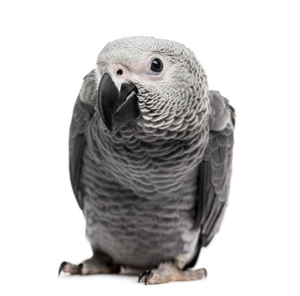 istock African Grey Parrot (3 months old) isolated on white 1069565786