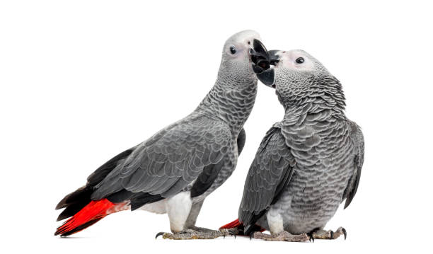 istock Two African Grey Parrots (3 months old) pecking,  isolated on white 1069565818