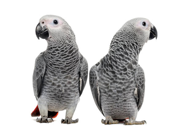 istock Two African Grey Parrot (3 months old) isolated on white 1069565824
