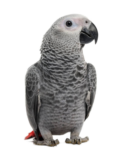 istock African Grey Parrot (3 months old) isolated on white 1069565834