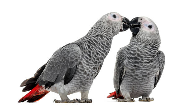 istock Two African Grey Parrot (3 months old) pecking,  isolated on white 1069565874