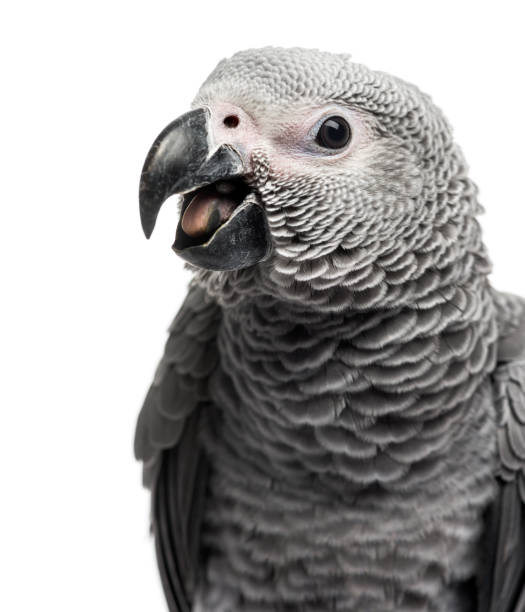 istock Close-up of a African Grey Parrot (3 months old) isolated on white 1069565906