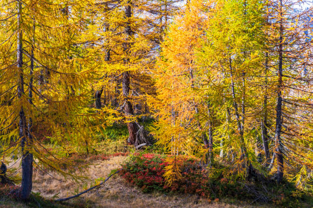 istock alpe devero autumn landscape 1069572312
