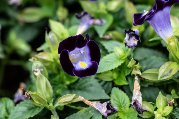 istock Purple Pansy Flower. Violet Wittrock closeup. 1069574882
