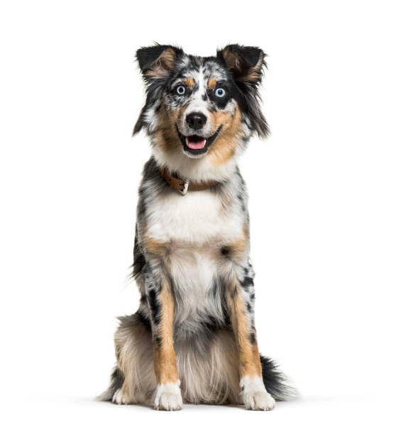 Australian Shepherd, 1 year old, in front of white background Australian Shepherd, 1 year old, in front of white background blue eyes photos stock pictures, royalty-free photos & images