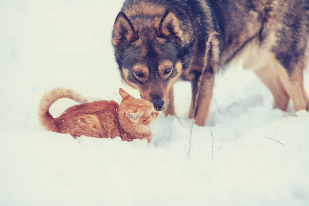 istock Red cat and big dog playing together in the snow 1069575480