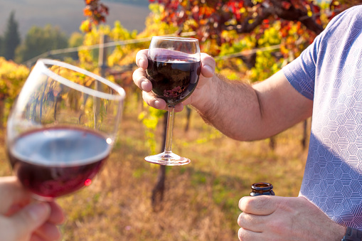 People and Hands with glasses of red wine in the frame. Picnic at sunset in the hills of Italy. Vineyards and open nature in the fall. Free space for text. Copy space