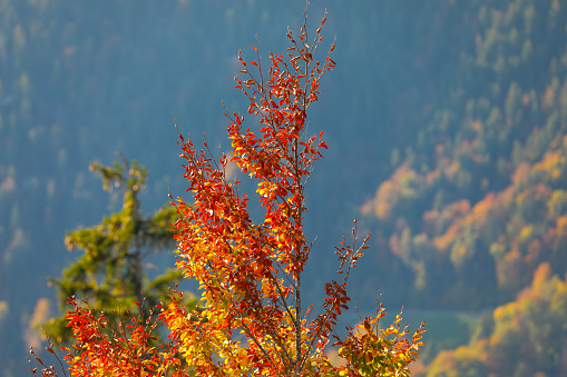 Close up of trees at Harderkulm viewpoint, Switzerland.