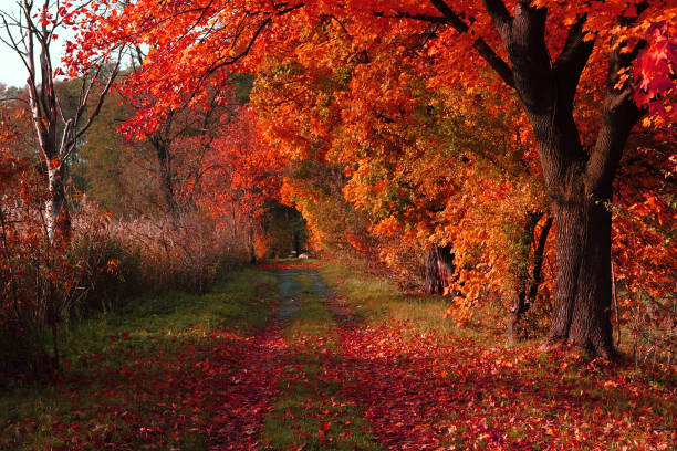 istock czech color autumn country 1069579872