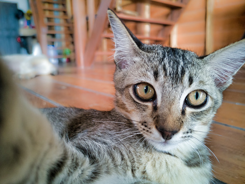 A young male cat is playfully reaching out towards the camera.  He is relaxed, mischievous and making a funny face.  His paws around the camera give the appearance he is taking a selfie photograph.  Image taken in Ko Lanta, Krabi, Thailand.