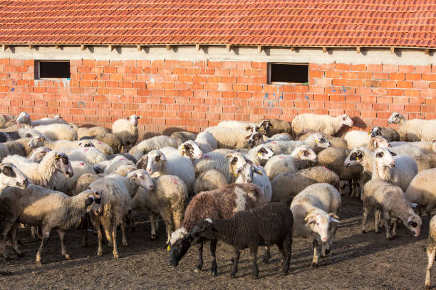 ovelha branca na fazenda, retrato de um bonito cordeiro - 13601 - fotografias e filmes do acervo