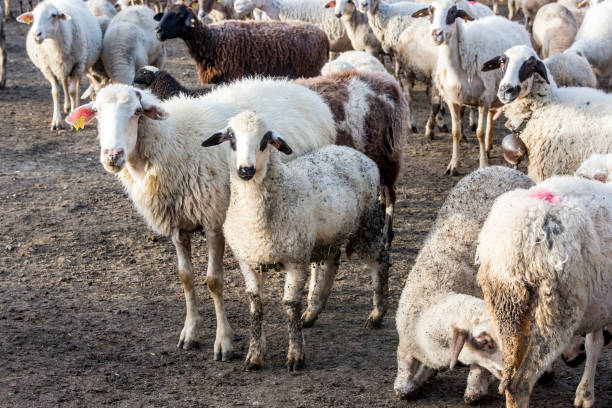 blancas ovejas en granja, retrato de un lindo cordero - 13603 fotografías e imágenes de stock