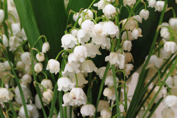 istock lily of valley background 1069581648