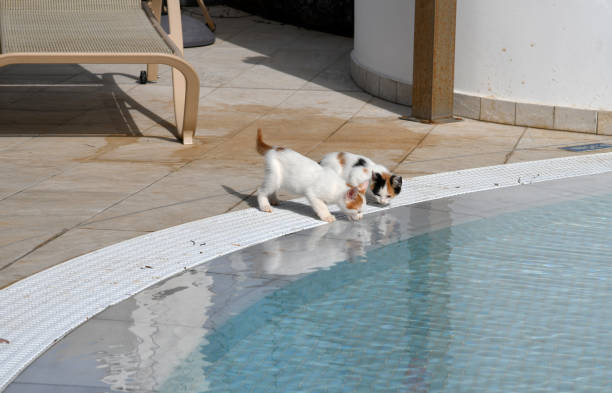 Kittens drink water from the pool outside stock photo
