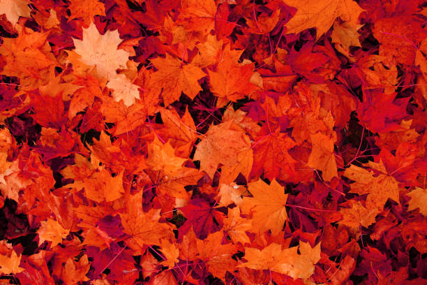 istock autumn leaves natural background 1069584668